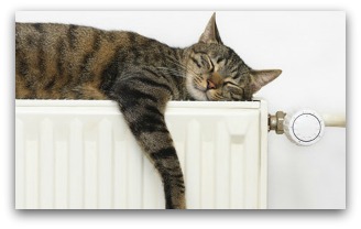 cat_radiator.jpg